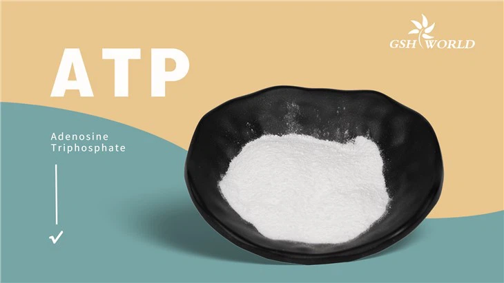 Adenosine Triphosphate (ATP)