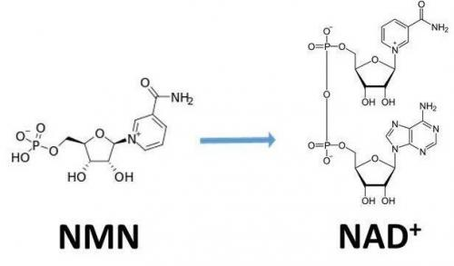 NMN