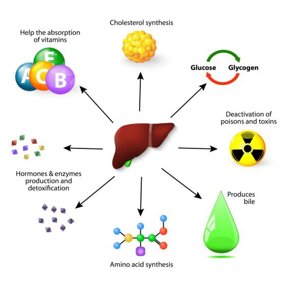 Help the absorption of vitamins, Cholesterol synthesis, Glucose Glycogen, Deactivation of poisons and toxins, Hormones & enzymes production and detoxifcation, Produces bile, Amino acid synthesis