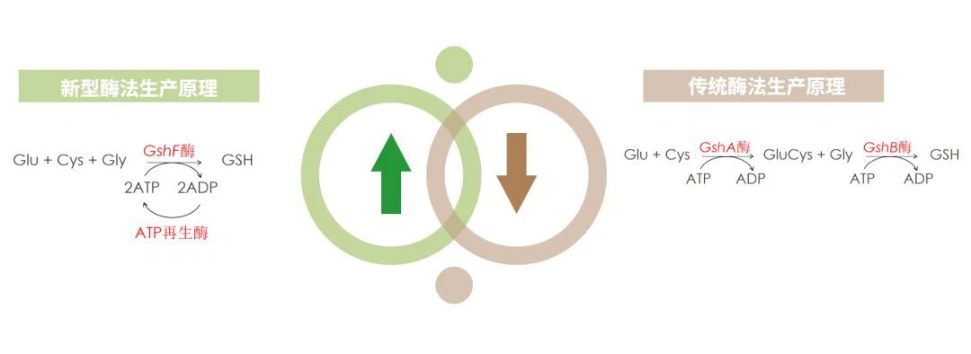 Advantages Of Enzymatic Production Of Glutathione