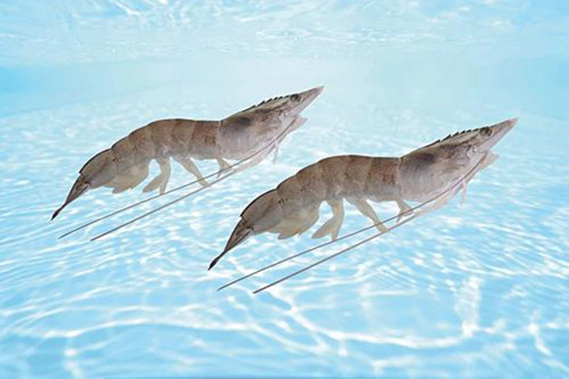 Glutathione Is Beneficial To The Healthy Breeding Of Animals.