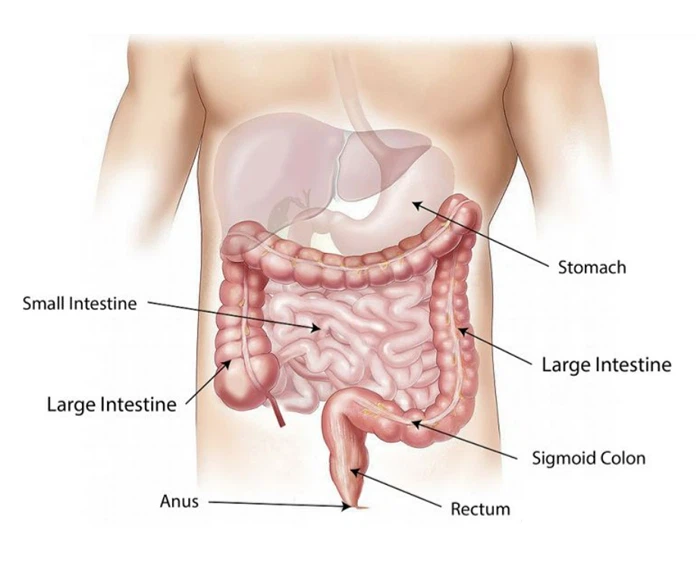 NMN Reverses Intestinal Aging