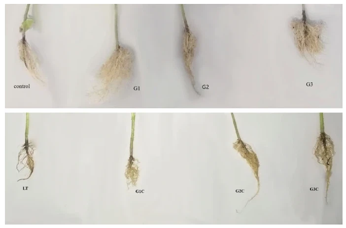 Exogenous GSH Supplementation Reduces LT Stress in Nightshade Nightshades