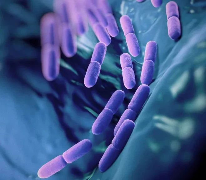 NMN improves inflammatory bowel disease and promotes the growth of probiotics.