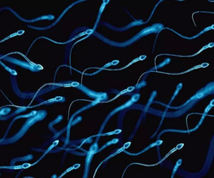 NMN improves inflammatory bowel disease and promotes the growth of probiotics.