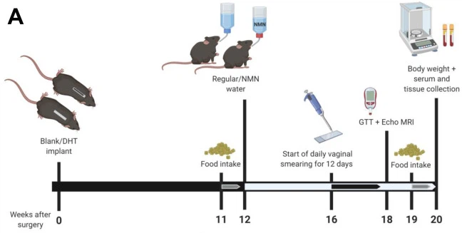 NMN Fully Restores PCOS-induced Metabolic Dysregulation
