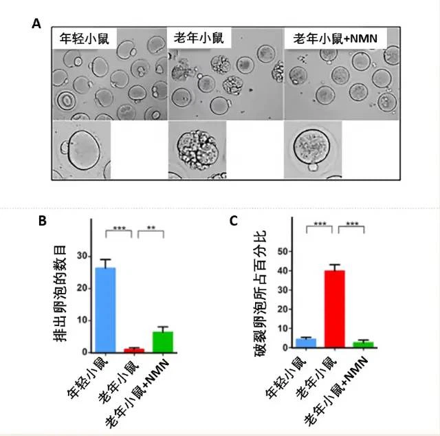 Comparison chart of ovulation number and follicle rupture degree in young mice, aged mice and aged mice supplemented with NMN