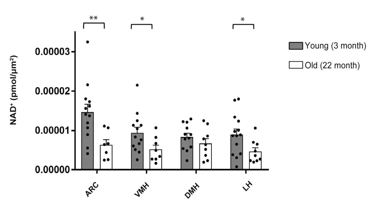 NAD+ levels significantly decreased in the hypothalamus of 22-month-old mice