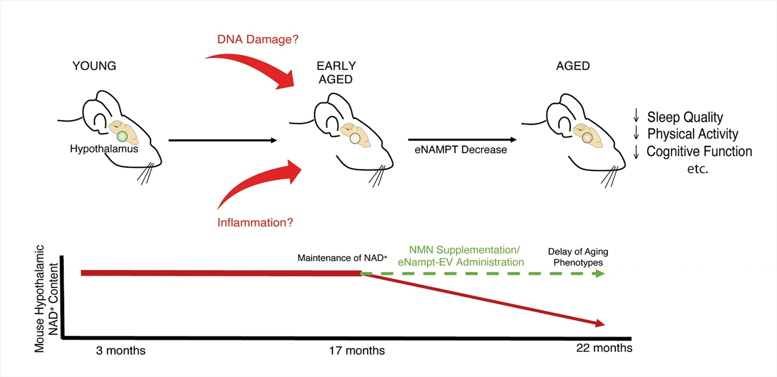 NMN improves sleep, mobility and cognitive decline caused by aging