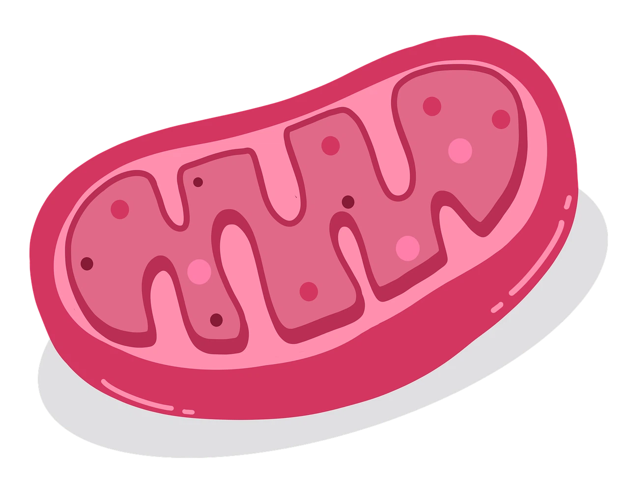 Effects of NMN on the regulation of cholesterol metabolism