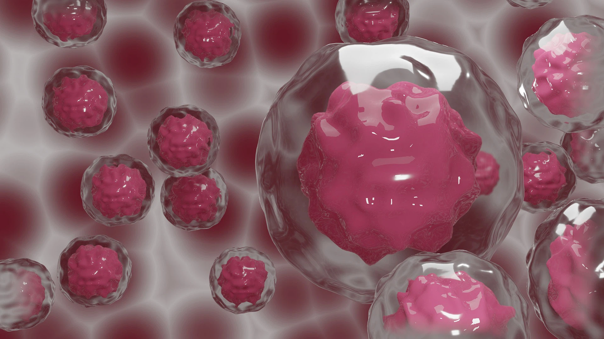 The important role of glutathione itself in regulating stem cell life activities