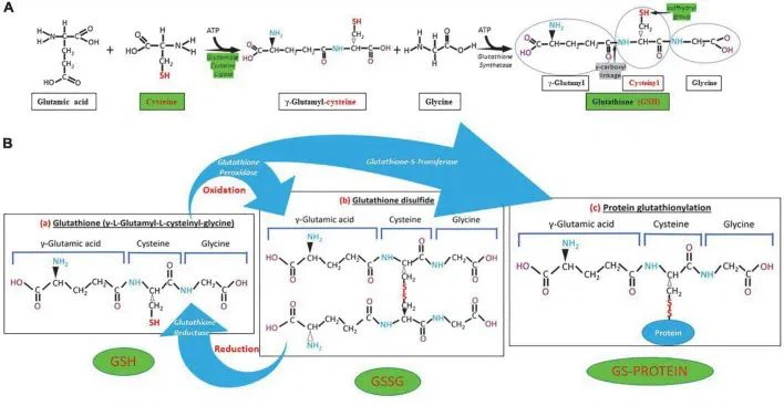Boosting GSH could be effective therapy against COVID-19