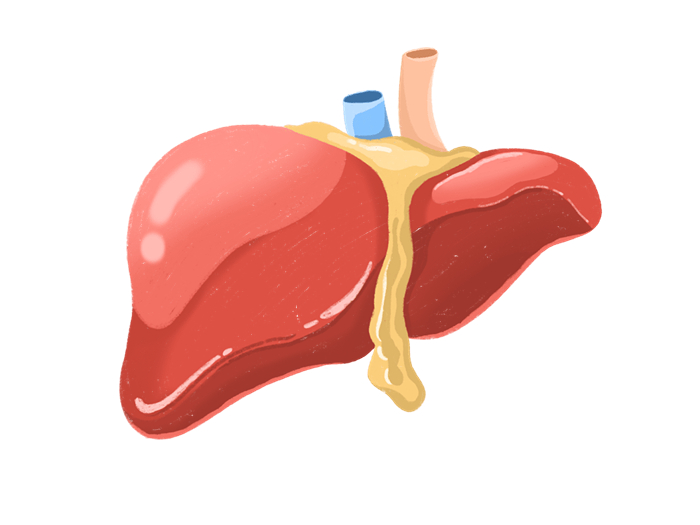 liver.jpg