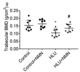 NMN restores bone mineral density in a microgravity rat model