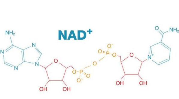 Synthesis of NAD+