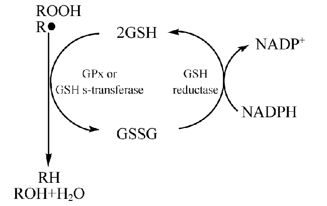 Glutathione Reduce oxidative damage