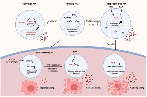 fatal crisis of NK cell function degeneration