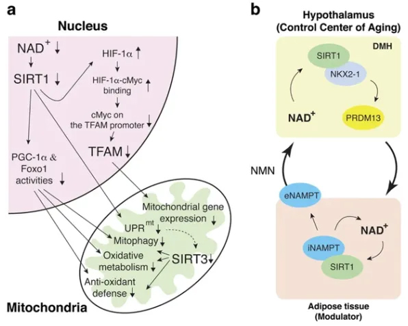 Delay immune senescence