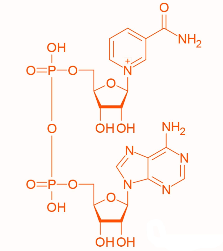main functions of NAD+