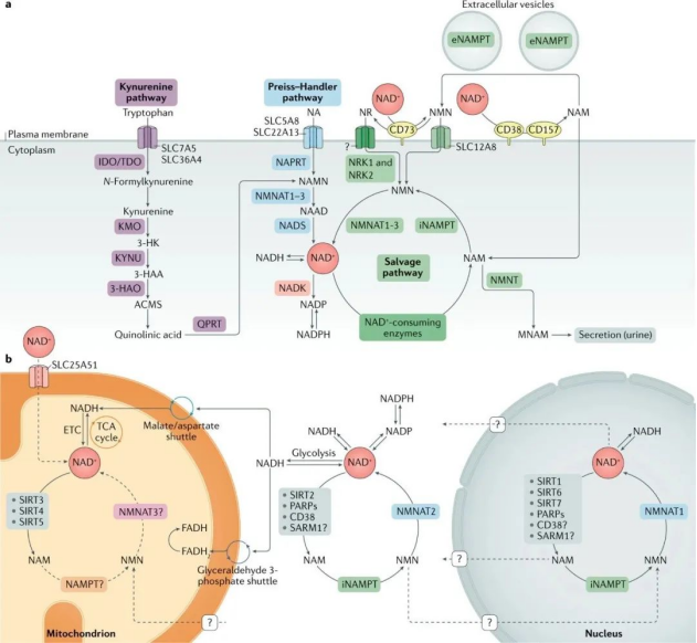 NAD is involved in various reactions in human body